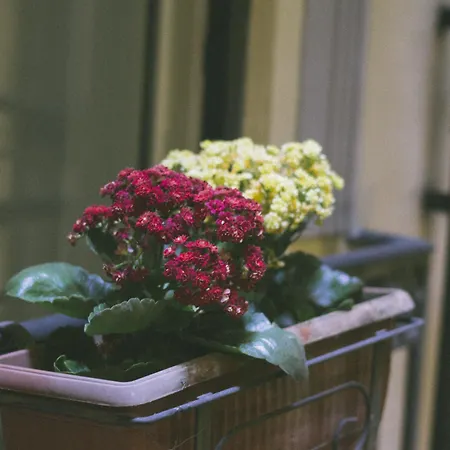 Morelli Νάπολη